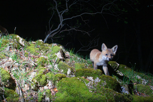 Juvenile Red fox (Rotfuchs), camera trap, Jura, Switzerland