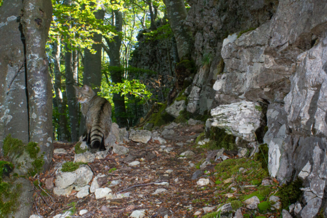 Phenotypic European Wildcat (Phänotypische Europäische Wildkatze), camera trap, Jura, Switzerland