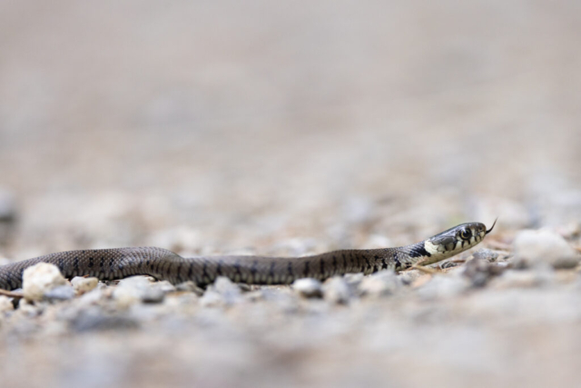 Juvenile Grass snake (Ringelnatter), Niederrohrdorf, Switzerland