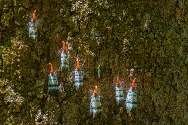 Lanternbeetle (Pyrops ducalis), Khao Yai National Park, Thailand