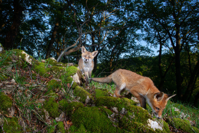 Juvenile Red fox (Rotfuchs), camera trap, Jura, Switzerland