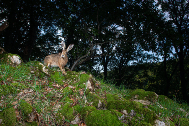 Brown hare, camera trap, Jura, Switzerland