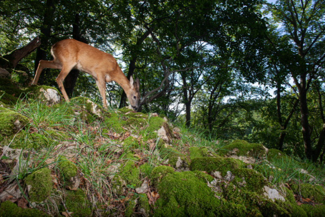 Roe deer, camera trap, Jura, Switzerland