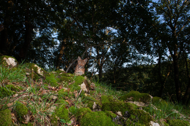 European Lynx (Europäischer Luchs), camera trap, Jura, Switzerland