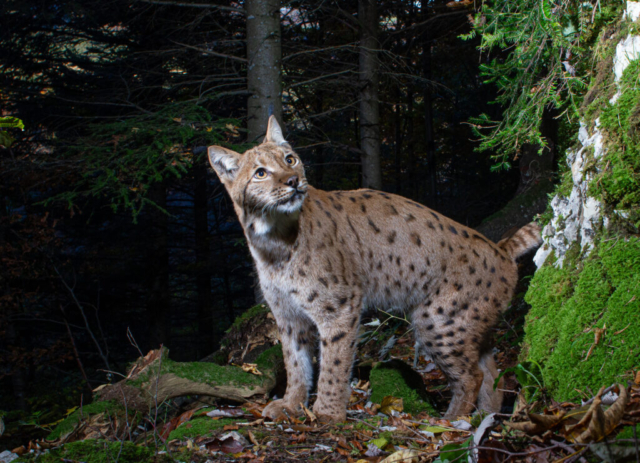 European Lynx (Europäischer Luchs), camera trap, Jura, Switzerland