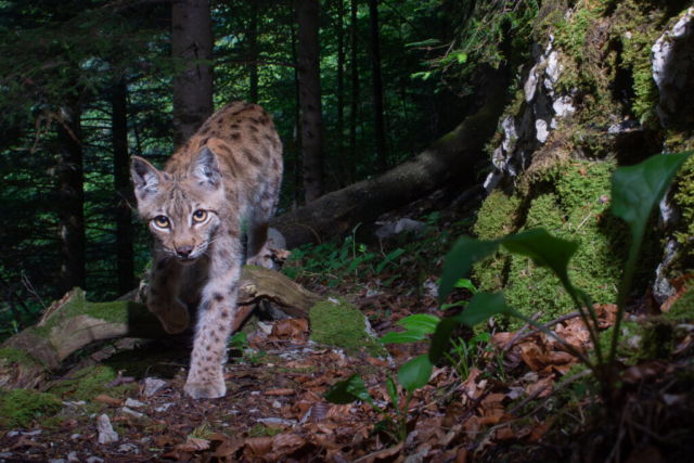 European Lynx (Europäischer Luchs), camera trap, Jura, Switzerland