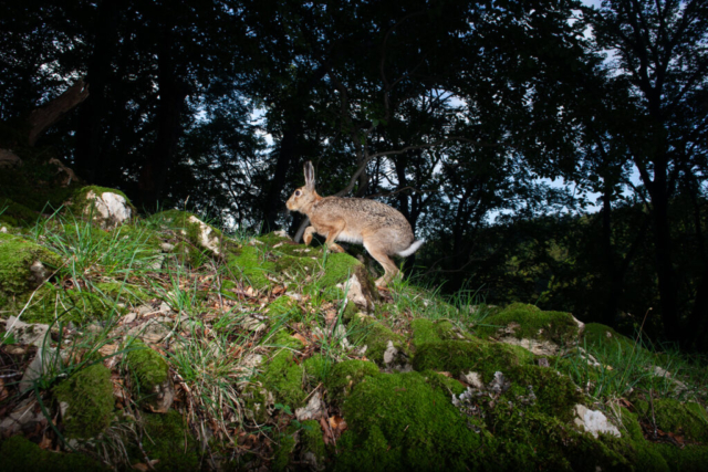 Brown hare (Feldhase), camera trap, Jura, Switzerland Brown hare (Feldhase), camera trap, Jura, Switzerland