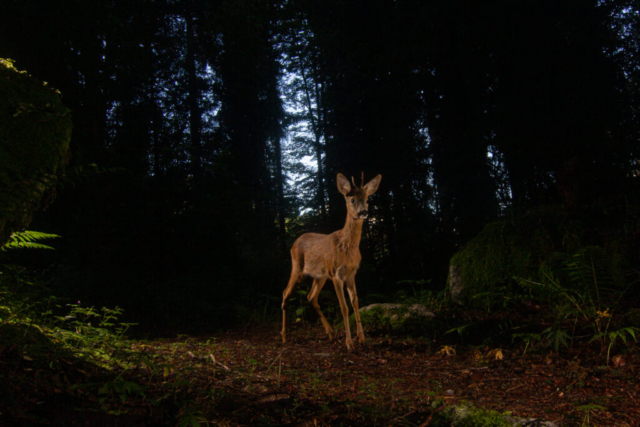 Roe deer (Reh), camera trap, Glarnerland, Switzerland