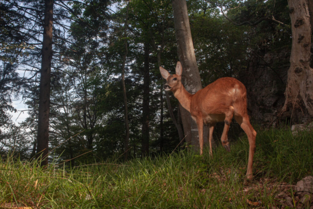 Roe deer (Reh), camera trap, Jura, Switzerland