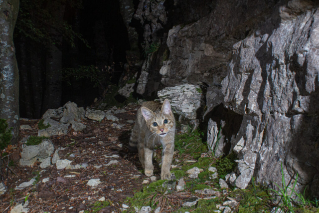 Phenotypic European Wildcat (Phänotypische Europäische Wildkatze), camera trap, Jura, Switzerland