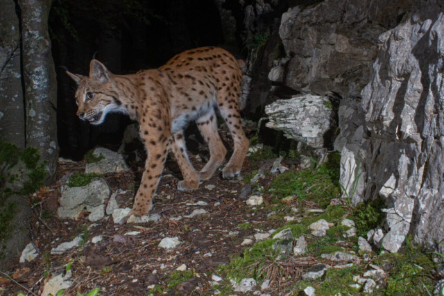 European Lynx (Europäischer Luchs), camera trap, Jura, Switzerland