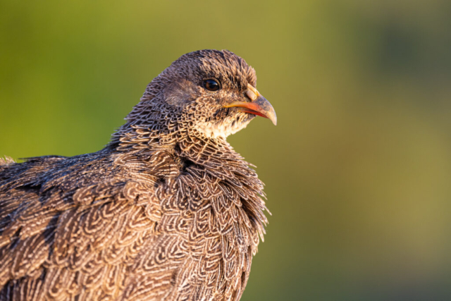 Cape spurfowl, West Coast National Park, South Africa