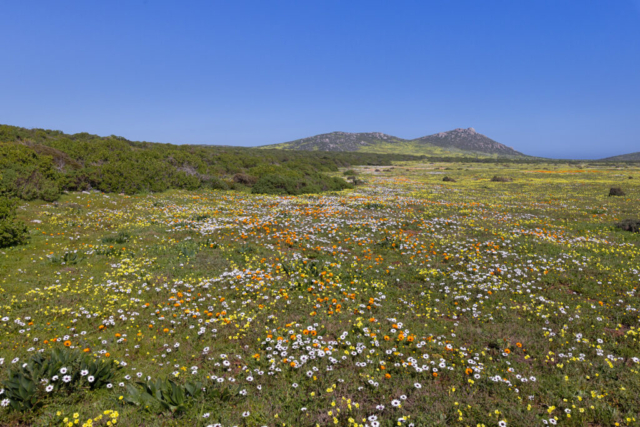 Spring flowers, West Coast National Park, South Africa