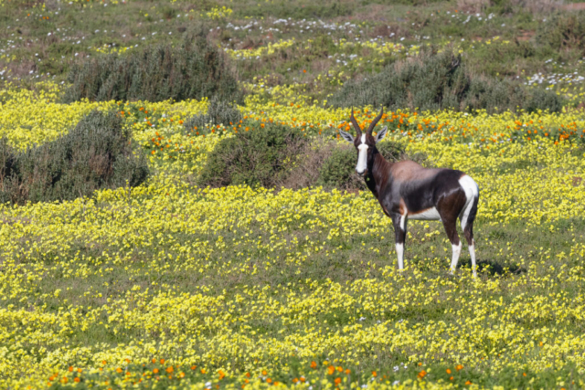 Bontebok, West Coast National Park, South Africa