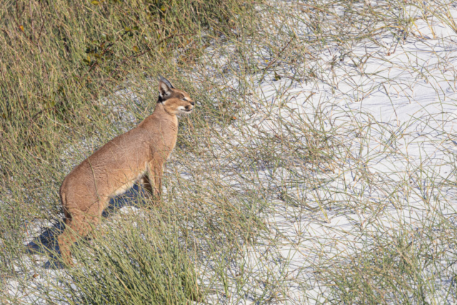 Caracal, West Coast National Park, South Africa