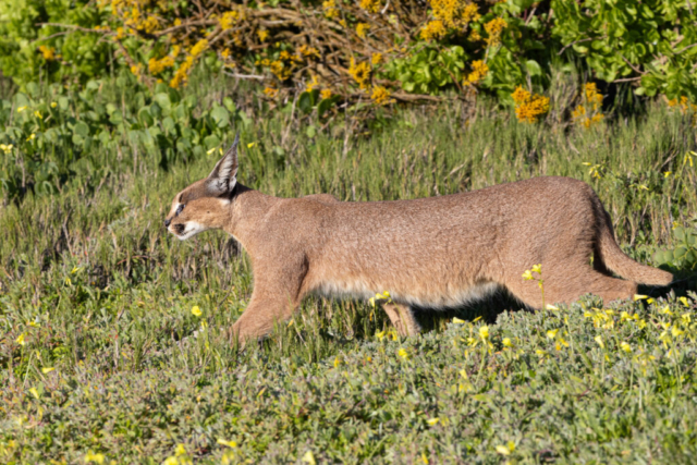 Caracal, West Coast National Park, South Africa