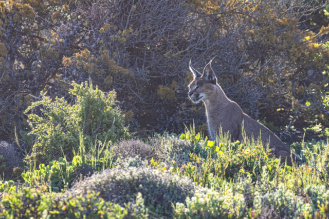 Caracal, West Coast National Park, South Africa