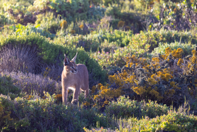 Caracal, West Coast National Park, South Africa