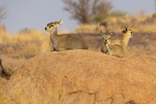 Klipspringer, Augrabies National Park, South Africa