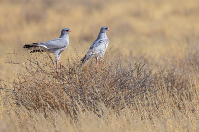 Southern Pale Chanting Goshawk, Kgalagadi National Park, South Africa