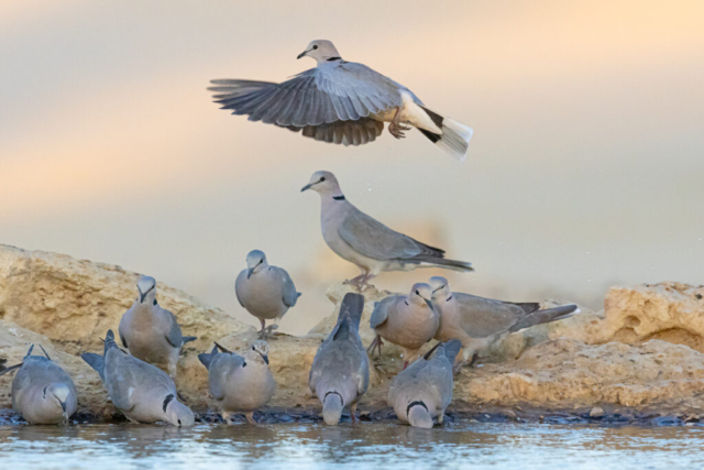 Cape Turtle Dove, Kgalagadi National Park, South Africa