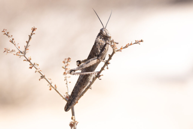 Grasshopper, Kgalagadi National Park, South Africa