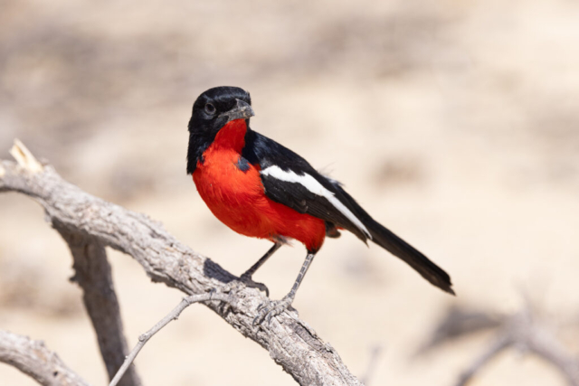 Crimson-brasted Shrike, Kgalagadi National Park, South Africa