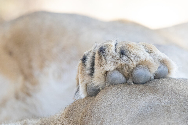 Lion paw, Kgalagadi National Park, South Africa