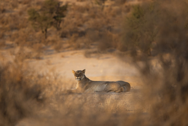 Lioness, Kgalagadi National Park, South Africa