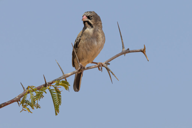 Scaly-feathered Weaver, Kgalagadi National Park, South Africa