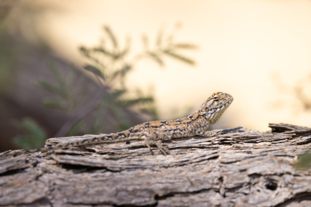 Ground Agama, Kgalagadi National Park, South Africa