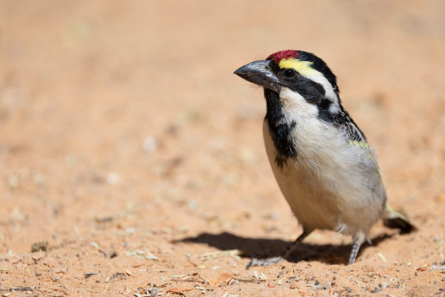 Acacia Pied Barbet, Kgalagadi National Park, South Africa