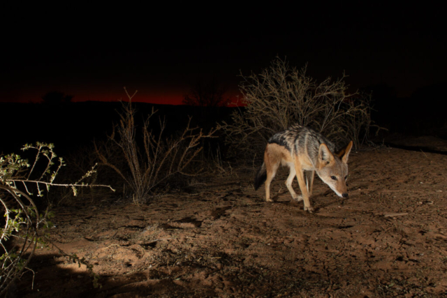 Black-backed Jackal, camera trap, Kgalagadi National Park, South Africa