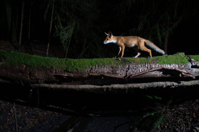 Red Fox, camera trap, Aargau, Switzerland