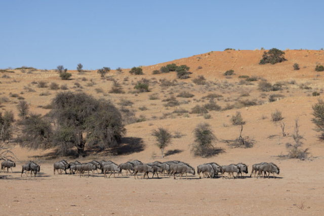 Blue Wildebeest, Kgalagadi National Park, South Africa