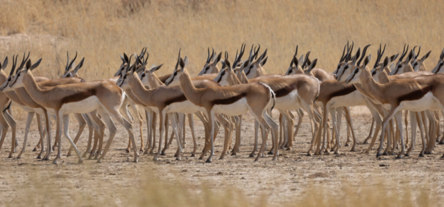 Springbok, Kgalagadi National Park, South Africa