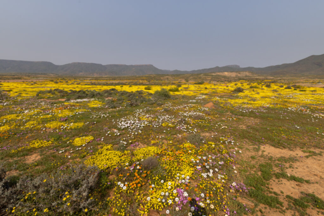 Namaqualand, South Africa