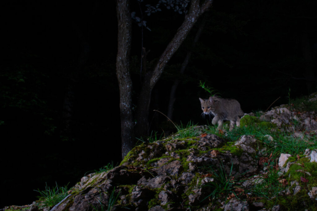 Phenotypic European Wildcat (Phänotypische Europäische Wildkatze), camera trap, Jura, Switzerland