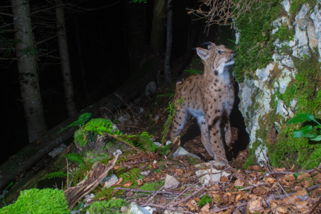 European Lynx (Europäischer Luchs), camera trap, Jura, Switzerland