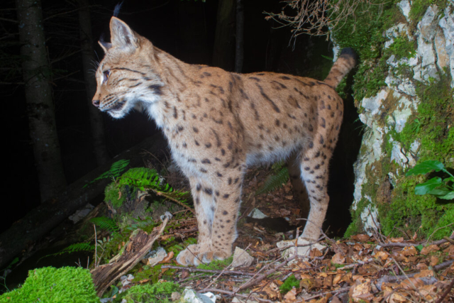 European Lynx (Europäischer Luchs), camera trap, Jura, Switzerland