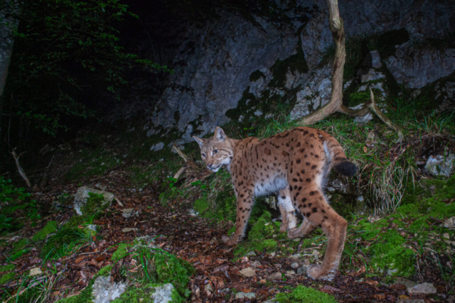 European Lynx (Europäischer Luchs), camera trap, Jura, Switzerland