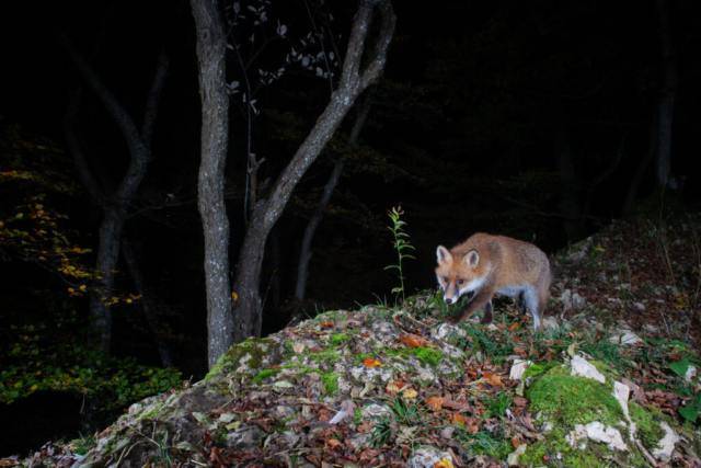 Red Fox (Rotfuchs), camera trap, Jura, Switzerland