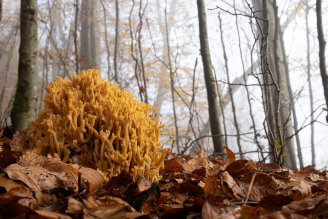 Golden Coral Fungus (Goldgelber Korallenpilz), Jura, Switzerland