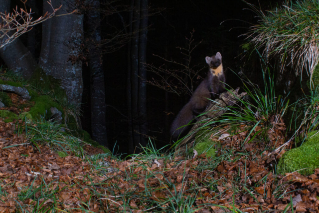 Pine marten (Baummarder), camera trap, Jura, Switzerland