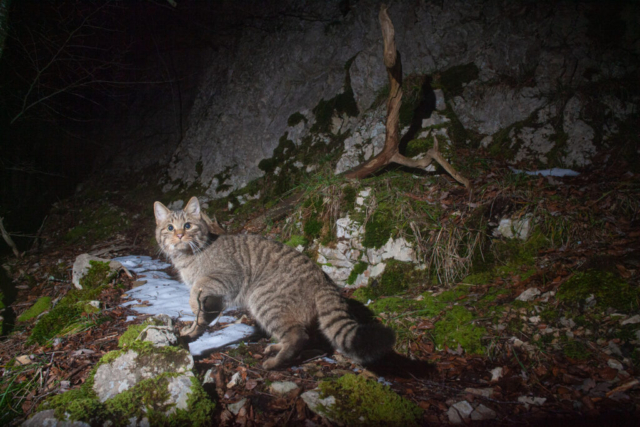 Phenotypic European Wildcat (Phänotypische Europäische Wildkatze), camera trap, Jura, Switzerland