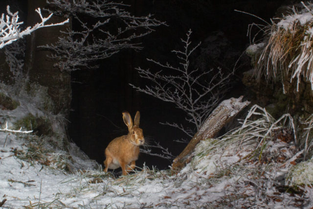 Brown hare (Feldhase), camera trap, Jura, Switzerland