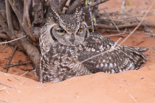 African spotted eagle owl (Fleckenuhu), Kgalagadi, South Africa