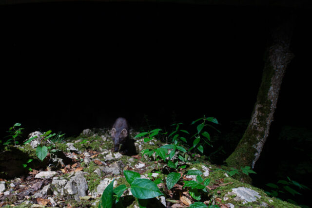 Marten (Marder), camera trap image, Jura, Switzerland