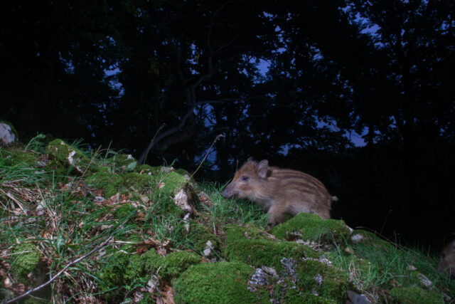 Juvenile wild boar (Wildschwein Frischling), camera trap image, Jura, Switzerland