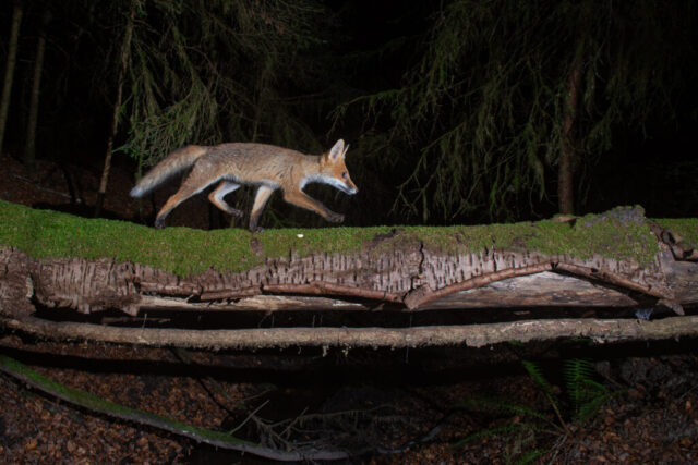 Red fox (Rotfuchs), camera trap, Aargau, Switzerland